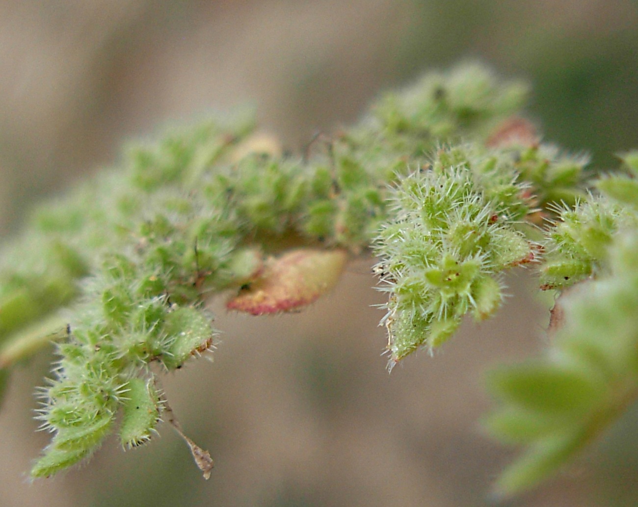 Herniaria cinerea DC. / Ernaria irsuta